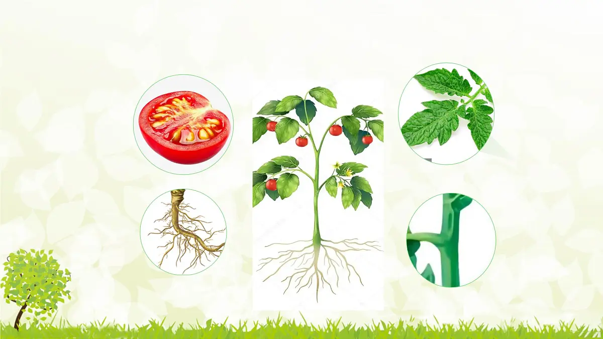 人教版生物七年级上册 1.3.3 植物体的结构层次 课件第3页