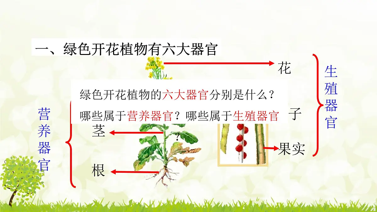 人教版生物七年级上册 1.3.3 植物体的结构层次 课件第5页