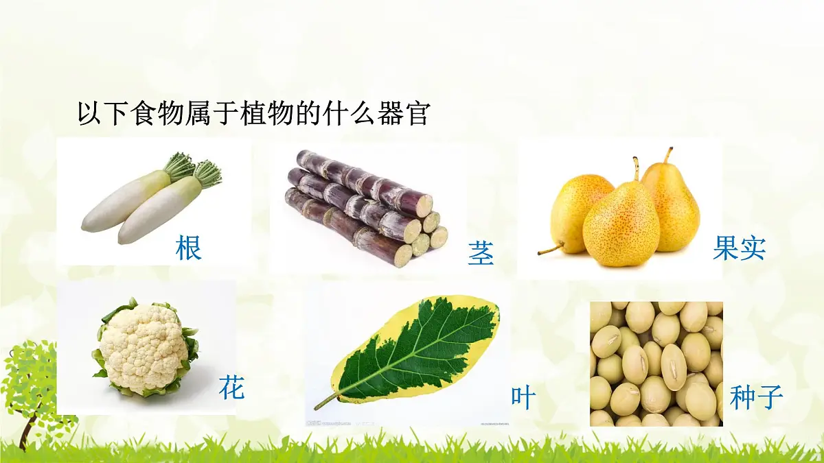 人教版生物七年级上册 1.3.3 植物体的结构层次 课件第6页