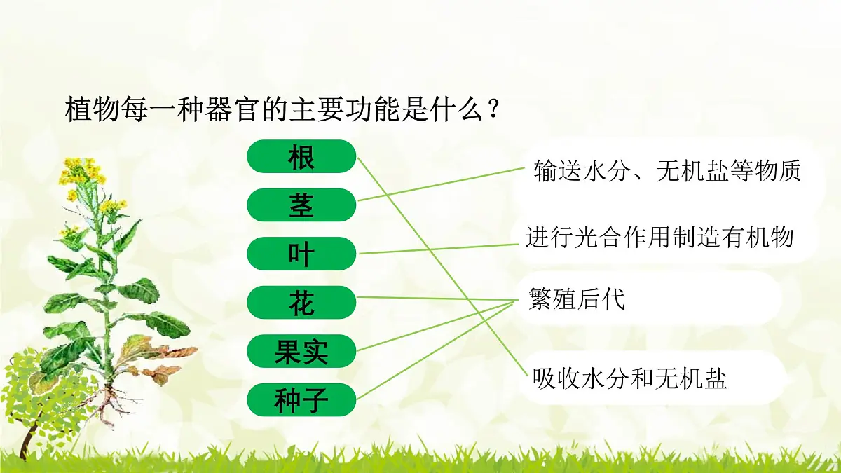 人教版生物七年级上册 1.3.3 植物体的结构层次 课件第7页