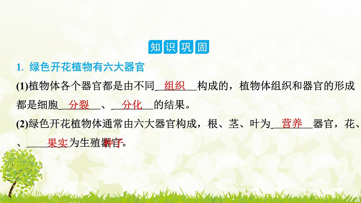 人教版生物七年级上册 1.3.3　植物体的结构层次 课件第2页
