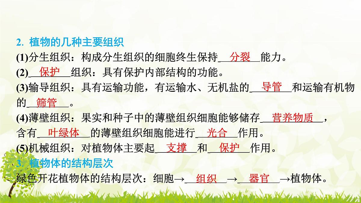 人教版生物七年级上册 1.3.3　植物体的结构层次 课件第3页