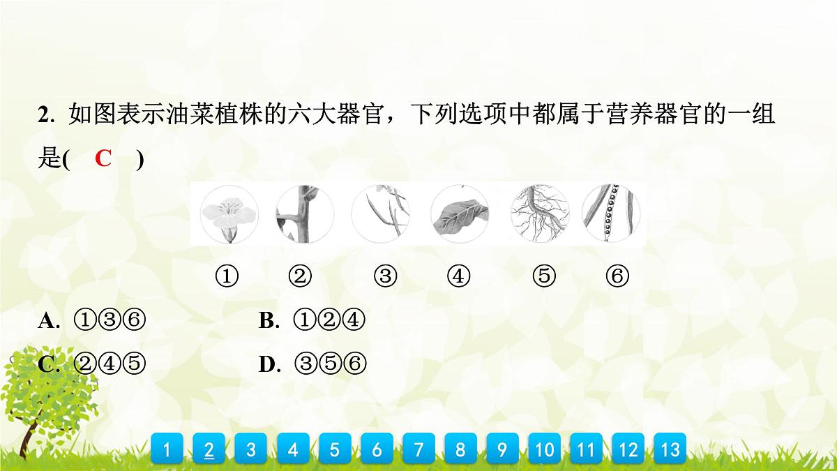 人教版生物七年级上册 1.3.3　植物体的结构层次 课件第5页