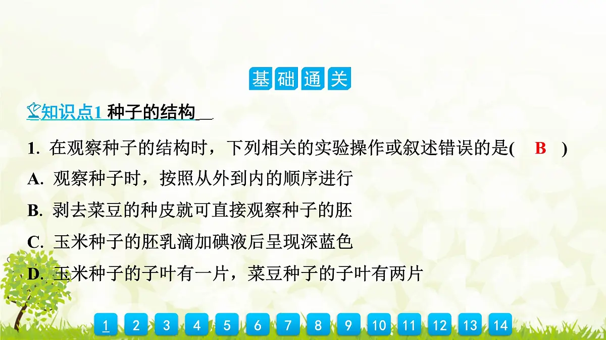 人教版生物七年级上册 2.1.2　种子植物 课件第6页