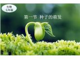 2024-2025學(xué)年人教版生物七年級下冊 3.1.1  種子的萌發(fā)  課件