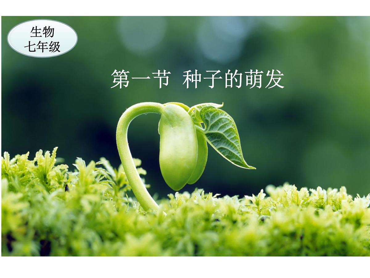 2024-2025学年人教版生物七年级下册 3.1.1 种子的萌发 课件第2页