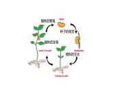 2024-2025學(xué)年人教版生物七年級下冊 3.1.1 種子的萌發(fā) (1)課件