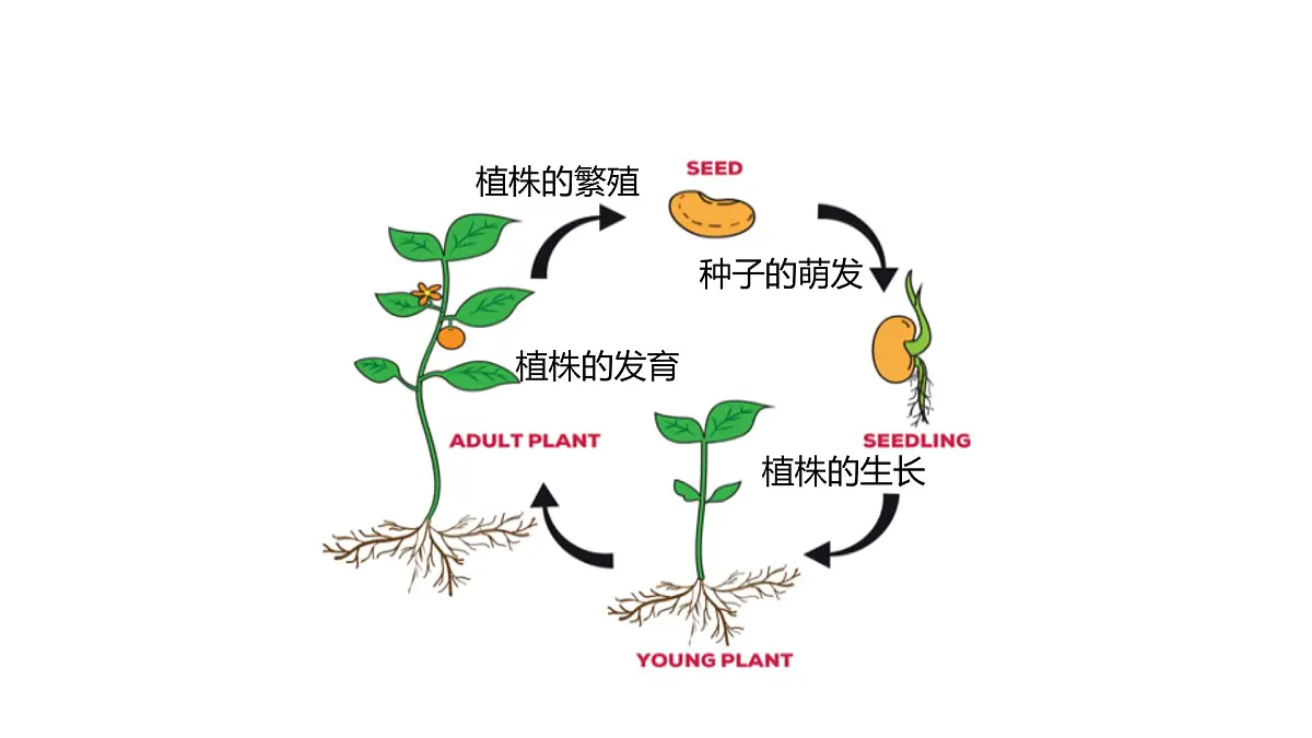 2024-2025学年人教版生物七年级下册 3.1.1 种子的萌发 (1)课件第2页