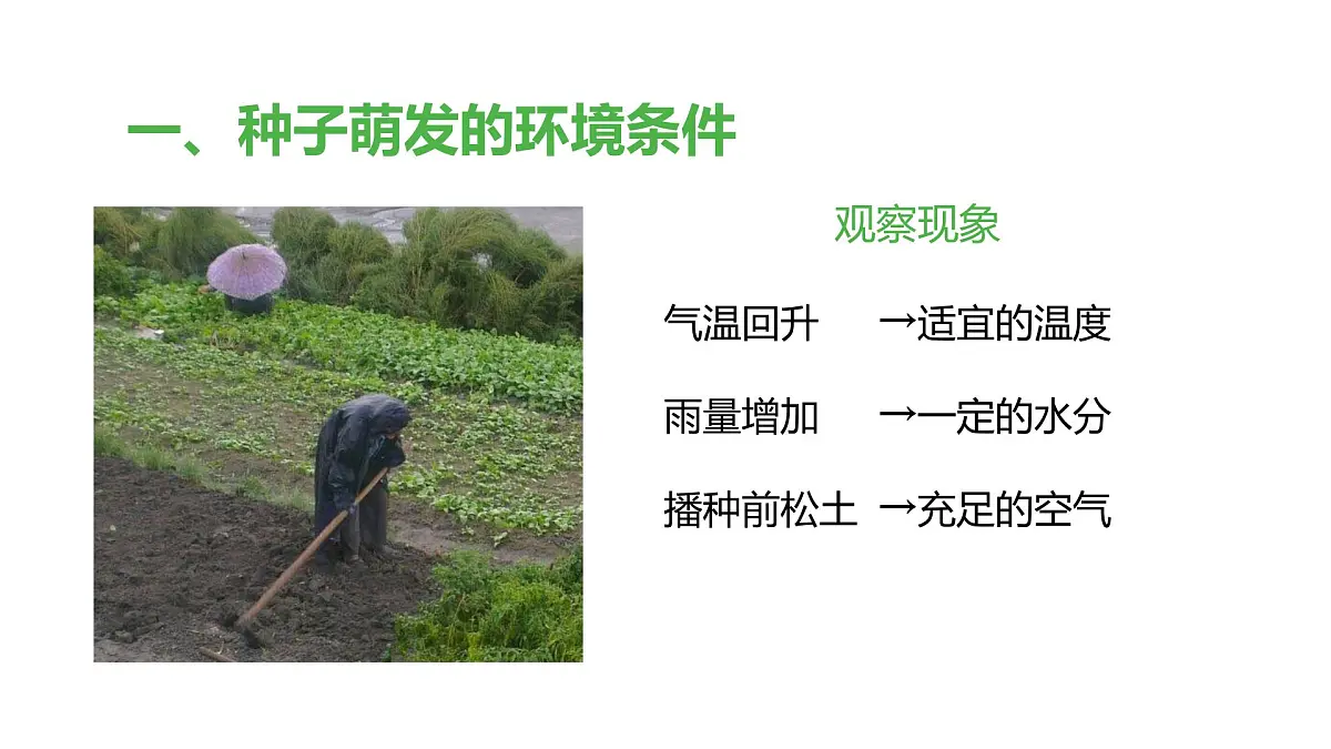 2024-2025学年人教版生物七年级下册 3.1.1 种子的萌发 (1)课件第5页