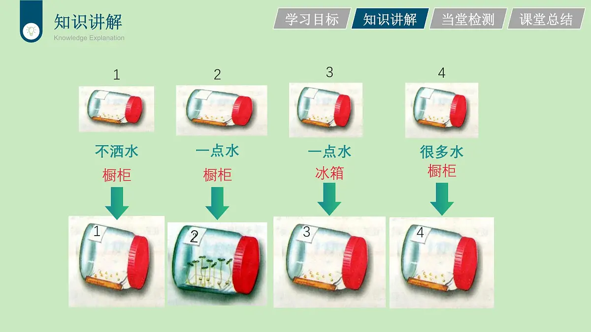 2024-2025学年人教版生物七年级下册 3.1.1 种子的萌发 (3) 课件第8页
