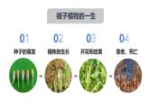 2024-2025學(xué)年人教版生物七年級下冊 3.1.1 種子的萌發(fā) (4) 課件