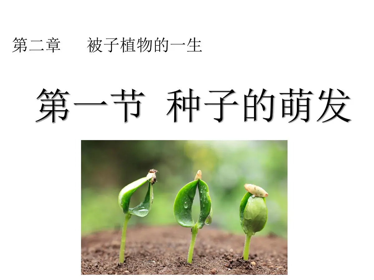 2024-2025学年人教版生物七年级下册 3.1.1 种子的萌发(1)课件第1页