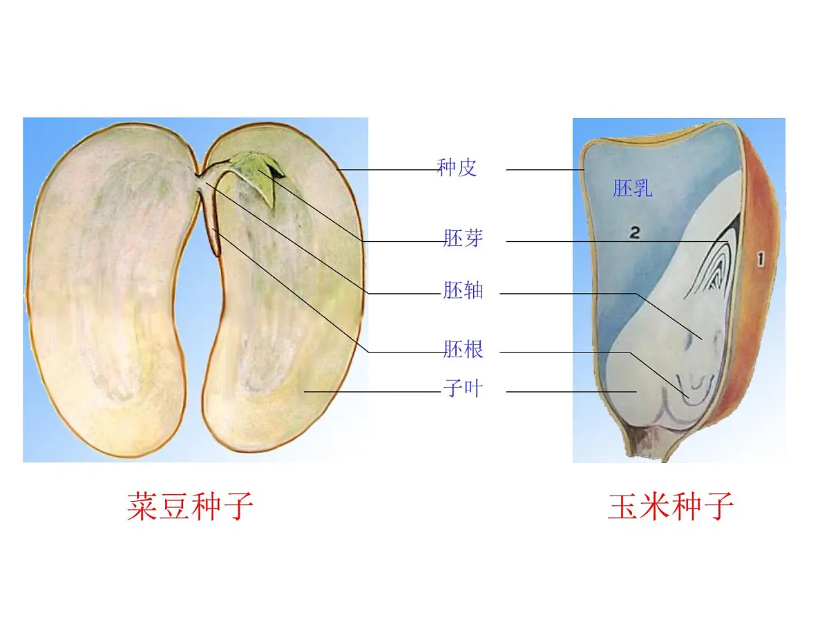 2024-2025学年人教版生物七年级下册 3.1.1 种子的萌发(1)课件第2页