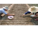 2024-2025學(xué)年人教版生物七年級下冊 3.1.1 種子的萌發(fā)(1)課件