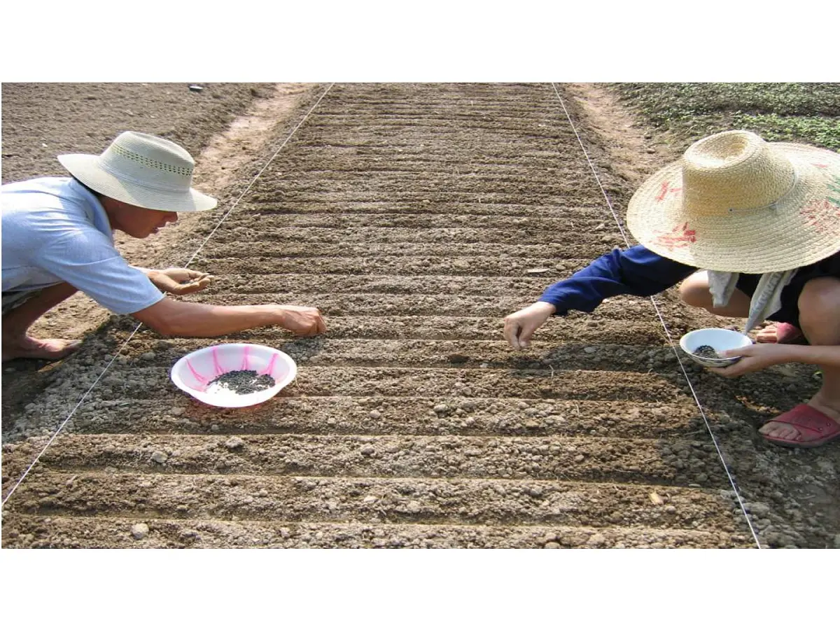 2024-2025学年人教版生物七年级下册 3.1.1 种子的萌发(1)课件第3页