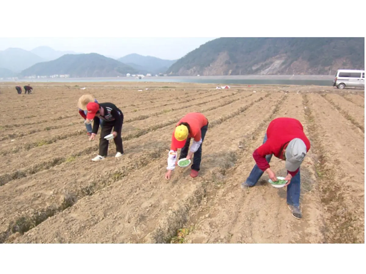 2024-2025学年人教版生物七年级下册 3.1.1 种子的萌发(1)课件第4页