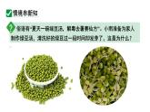 2024-2025學(xué)年人教版生物七年級下冊 3.1.1種子的萌發(fā) (主題情境：綠豆萌發(fā)計劃)課件