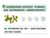 2024-2025學(xué)年人教版生物七年級下冊 3.1.1種子的萌發(fā) (主題情境：綠豆萌發(fā)計劃)課件