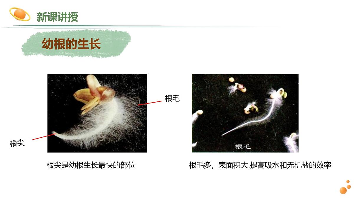 2024-2025学年人教版生物七年级下册 3.1.2 植株的生长 (2) 课件第4页