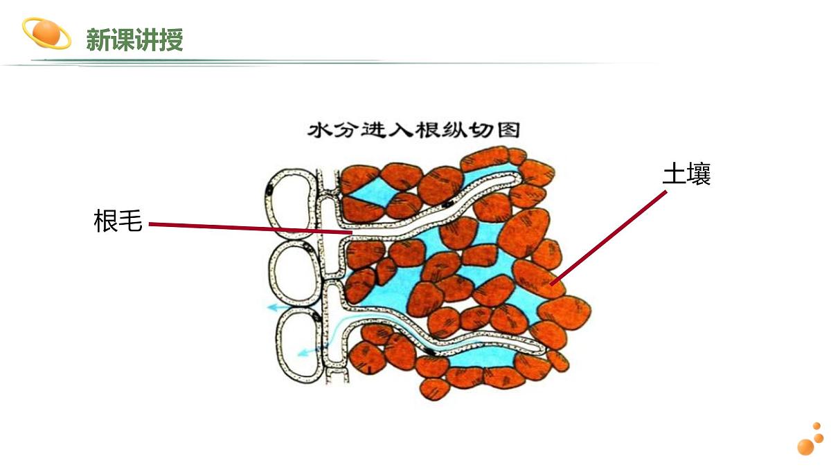 2024-2025学年人教版生物七年级下册 3.1.2 植株的生长 (2) 课件第5页