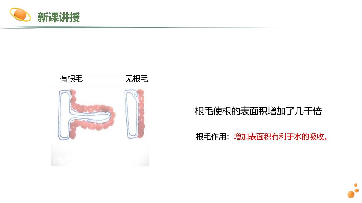 2024-2025学年人教版生物七年级下册 3.1.2 植株的生长 (2) 课件第6页