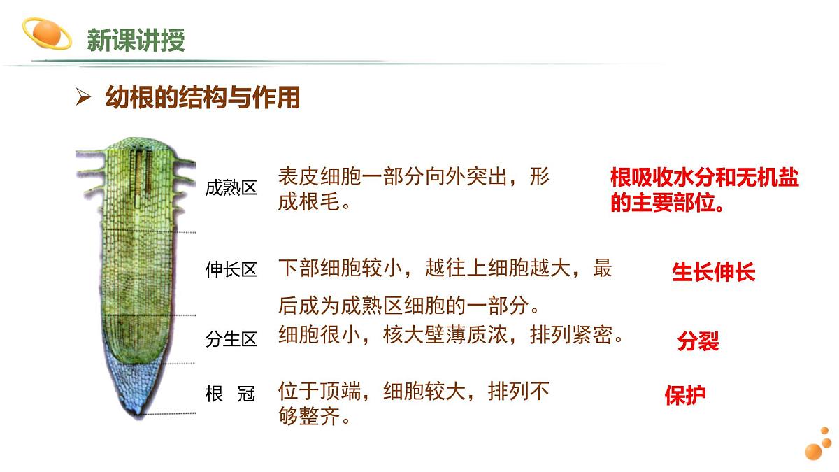 2024-2025学年人教版生物七年级下册 3.1.2 植株的生长 (2) 课件第7页