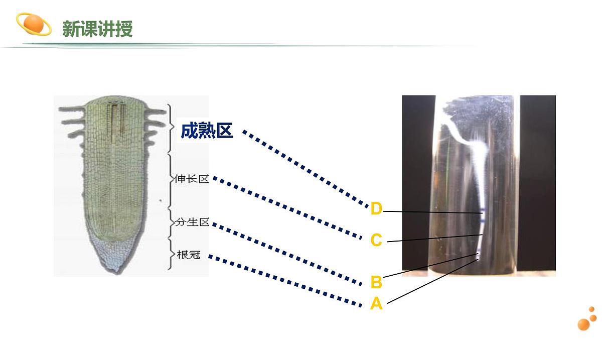 2024-2025学年人教版生物七年级下册 3.1.2 植株的生长 (2) 课件第8页