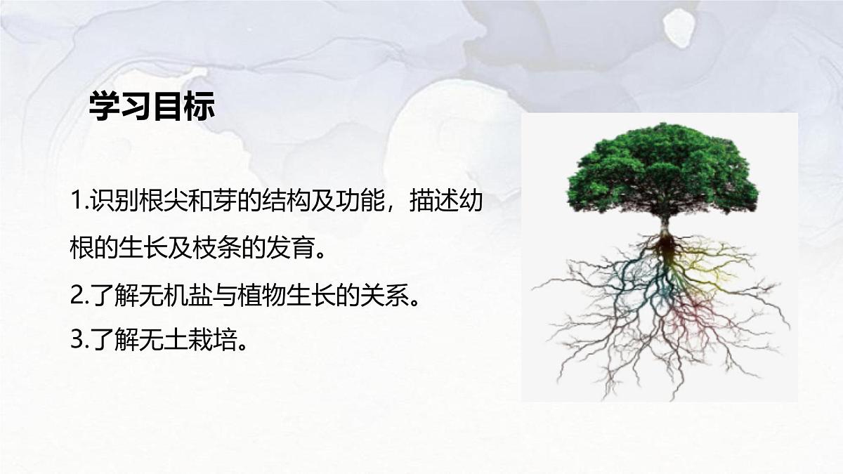 2024-2025学年人教版生物七年级下册 3.1.2  植株的生长 (3) 课件第2页