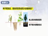 2024-2025學(xué)年人教版生物七年級(jí)下冊(cè) 3.1.2  植株的生長(zhǎng) (3) 課件