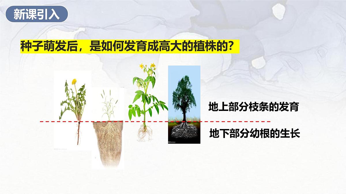 2024-2025学年人教版生物七年级下册 3.1.2  植株的生长 (3) 课件第3页