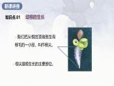2024-2025學(xué)年人教版生物七年級(jí)下冊(cè) 3.1.2  植株的生長(zhǎng) (3) 課件