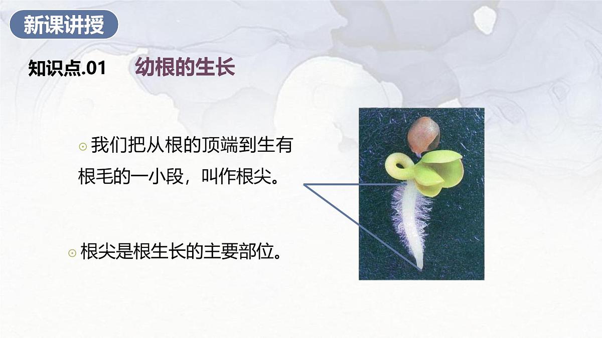 2024-2025学年人教版生物七年级下册 3.1.2  植株的生长 (3) 课件第4页