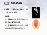 2024-2025學(xué)年人教版生物七年級(jí)下冊(cè) 3.1.2  植株的生長(zhǎng) (3) 課件