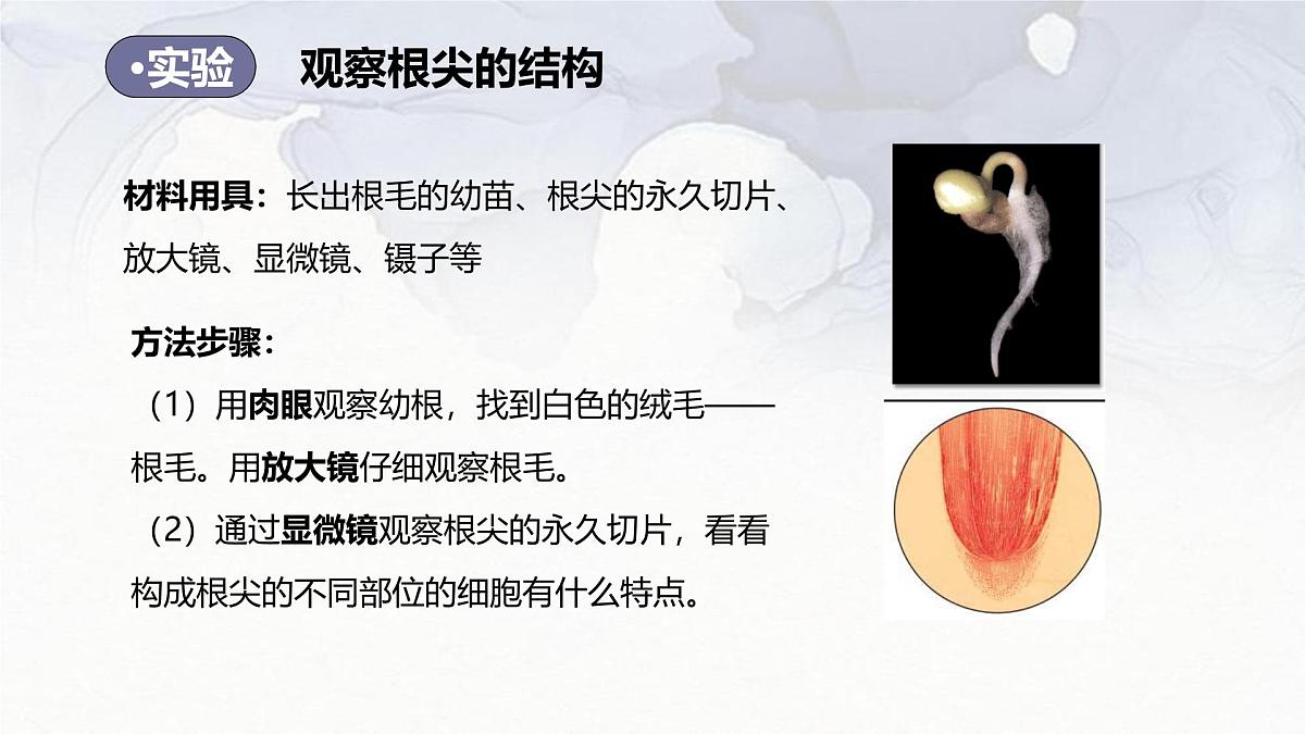 2024-2025学年人教版生物七年级下册 3.1.2  植株的生长 (3) 课件第5页
