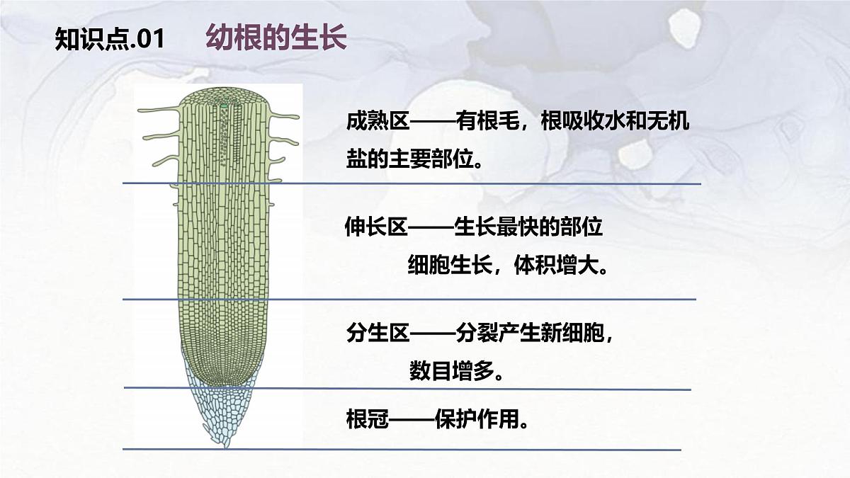 2024-2025学年人教版生物七年级下册 3.1.2  植株的生长 (3) 课件第6页