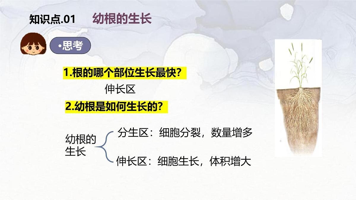 2024-2025学年人教版生物七年级下册 3.1.2  植株的生长 (3) 课件第7页