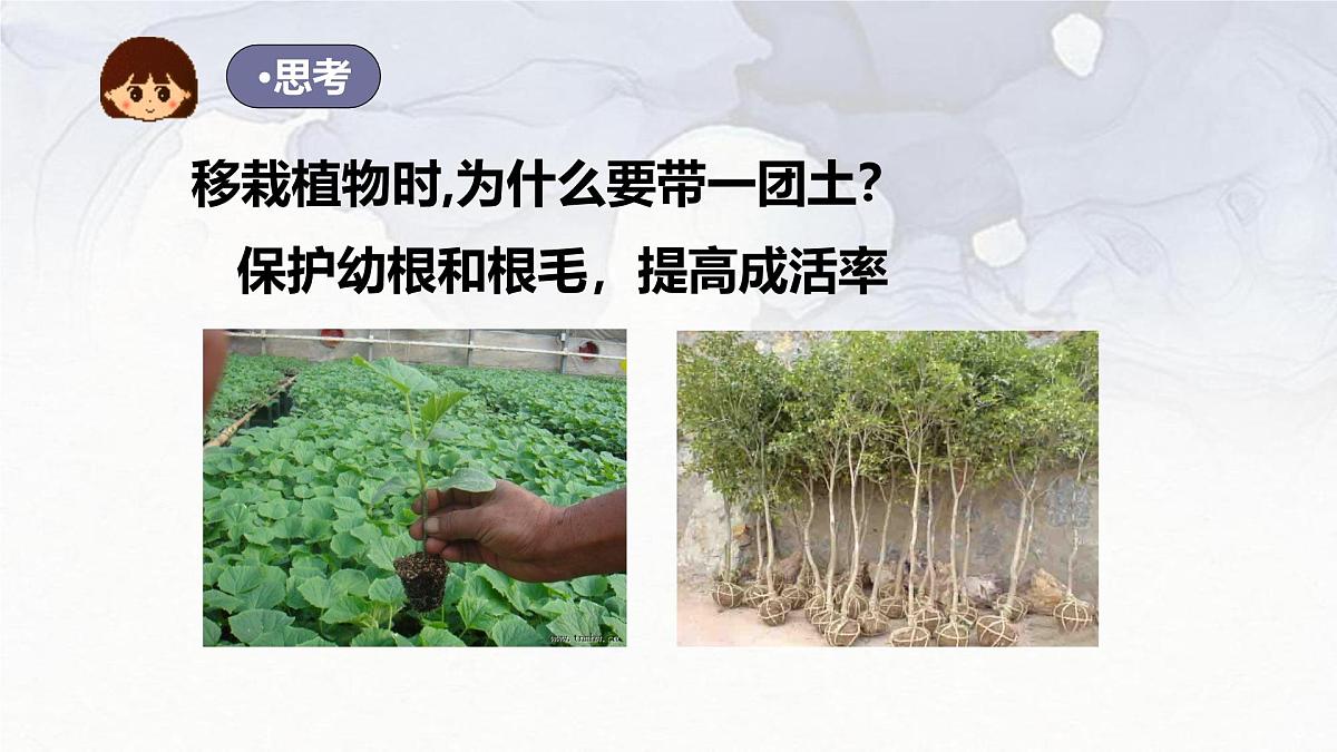 2024-2025学年人教版生物七年级下册 3.1.2  植株的生长 (3) 课件第8页