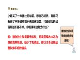 2024-2025學(xué)年人教版生物七年級(jí)下冊(cè) 3.1.2 植株的生長(zhǎng)（第二課時(shí)）課件
