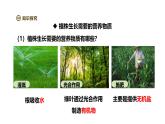 2024-2025學(xué)年人教版生物七年級(jí)下冊(cè) 3.1.2 植株的生長(zhǎng)（第二課時(shí)）課件
