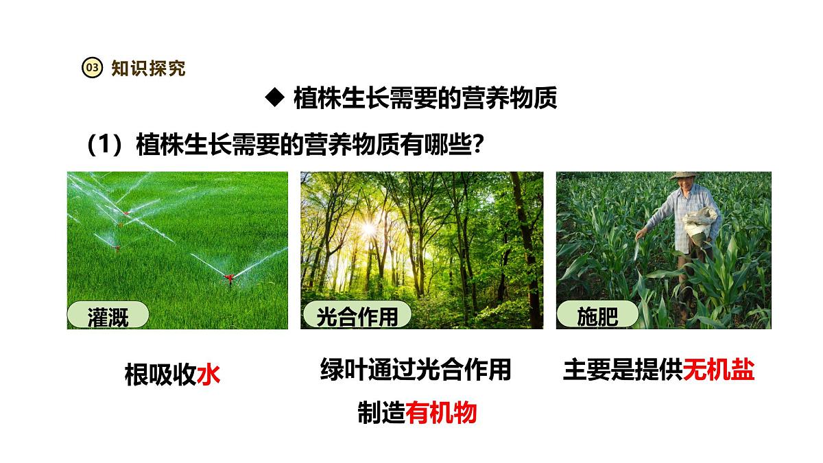 2024-2025学年人教版生物七年级下册 3.1.2 植株的生长（第二课时）课件第4页