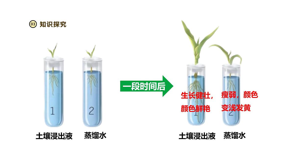 2024-2025学年人教版生物七年级下册 3.1.2 植株的生长（第二课时）课件第6页