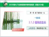 2024-2025學(xué)年人教版生物七年級(jí)下冊(cè) 3.1.2植株的生長(zhǎng) (主題情境：柳樹(shù)移栽計(jì)劃)課件