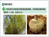 2024-2025學(xué)年人教版生物七年級(jí)下冊(cè) 3.1.2植株的生長(zhǎng) (主題情境：柳樹(shù)移栽計(jì)劃)課件