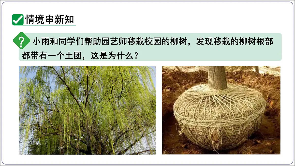 2024-2025学年人教版生物七年级下册 3.1.2植株的生长 (主题情境：柳树移栽计划)课件第3页