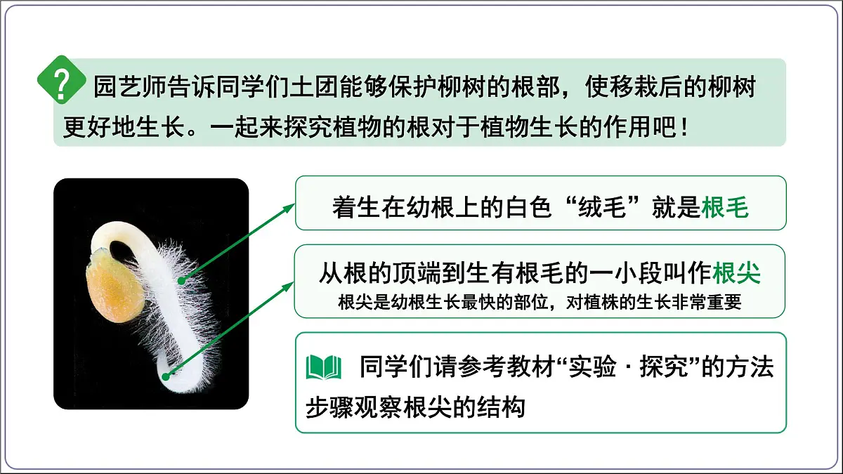 2024-2025学年人教版生物七年级下册 3.1.2植株的生长 (主题情境：柳树移栽计划)课件第4页
