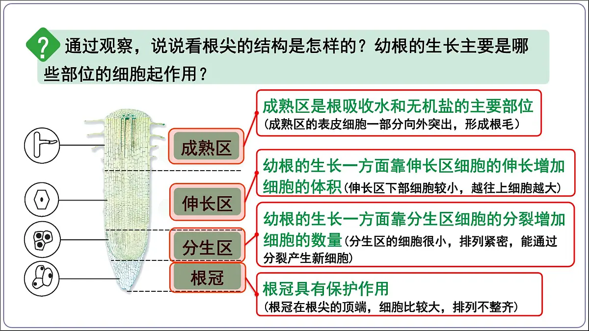 2024-2025学年人教版生物七年级下册 3.1.2植株的生长 (主题情境：柳树移栽计划)课件第5页