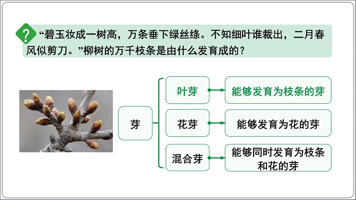2024-2025学年人教版生物七年级下册 3.1.2植株的生长 (主题情境：柳树移栽计划)课件第8页