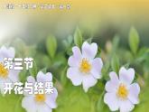 2024-2025學年人教版生物七年級下冊 3.1.3  開花和結(jié)果課件