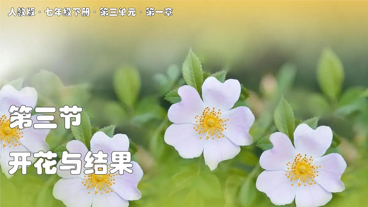 2024-2025学年人教版生物七年级下册 3.1.3 开花和结果课件第1页