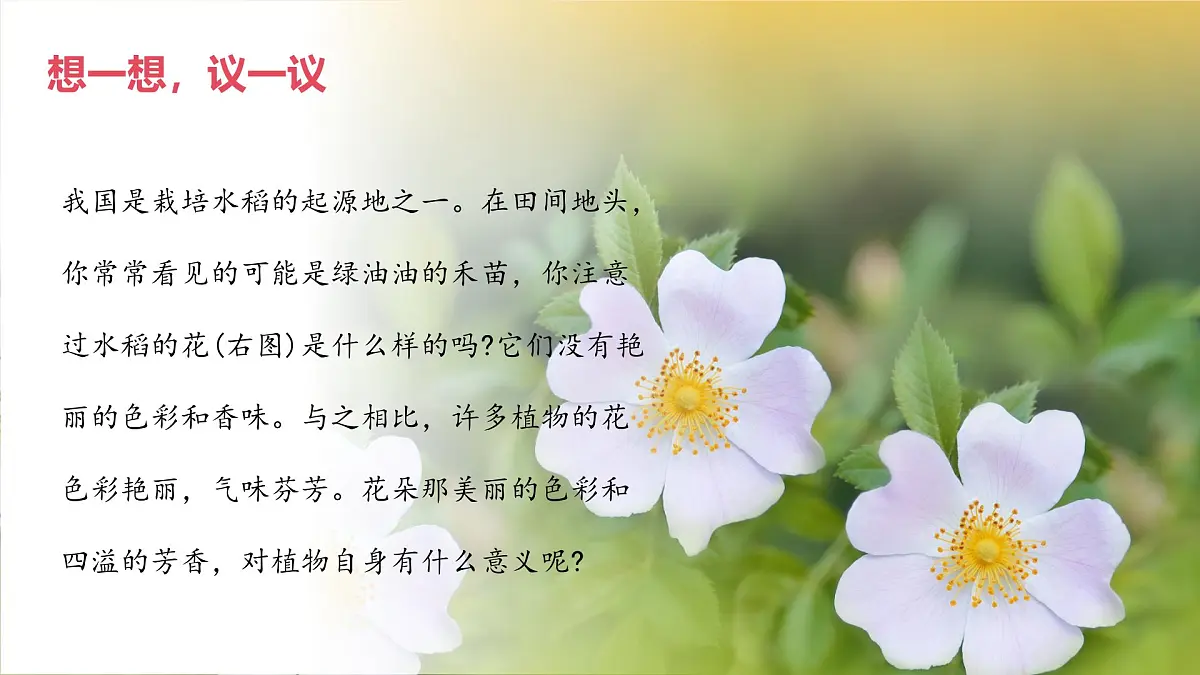 2024-2025学年人教版生物七年级下册 3.1.3 开花和结果课件第3页